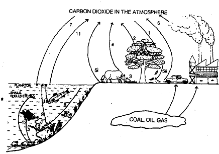1945_Carbon Cycle.png